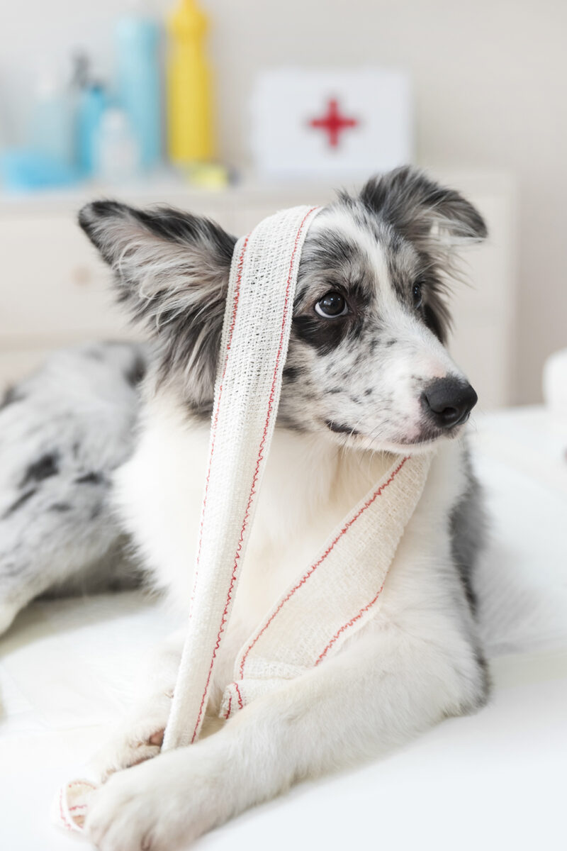 Atropello con lesiones para tu perro? ¡Tienes derecho a indemnización!